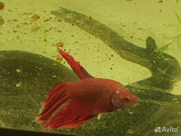 Креветки и сомики, рыбки петушки