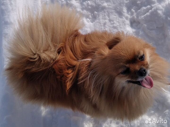 Маленькие пушистики