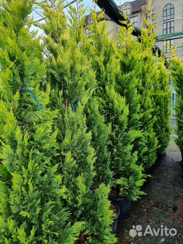 Кипарисовик Купрессоциопарис Лейланда Голд Райдер