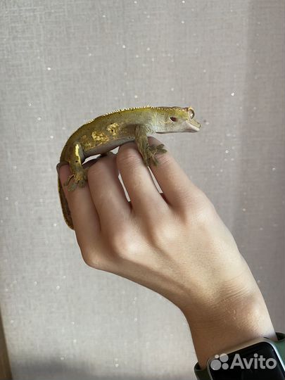 Геккон бананоед