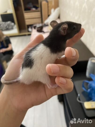 Декоративная крыса