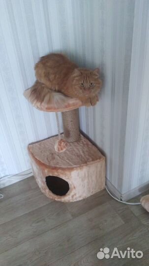 Домик для кота
