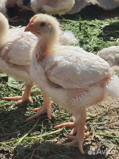 Продаю птицу