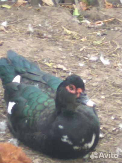 Селезни индоутки