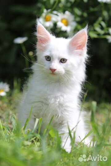 Котята мейн-кун