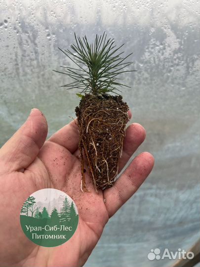 Сосна зкс окс сеянцы Ель Лиственница Голуб Горная