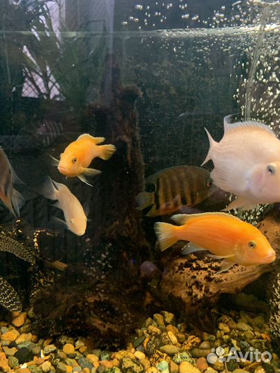 Цихлида красная зебра