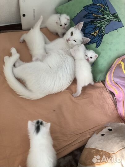 Котята домашние