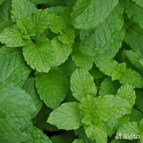 Мята, чебрец, лимонник