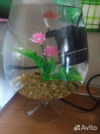 Аквариум с рыбками