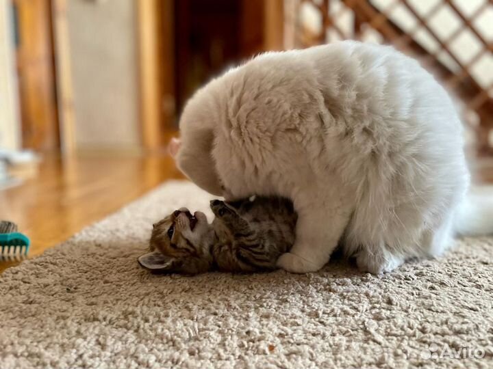 Кошка в дар бесплатно