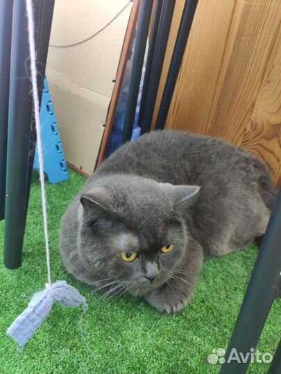 Кот британец