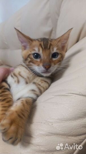 Бенгальская