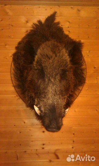 Голова кабана чучело