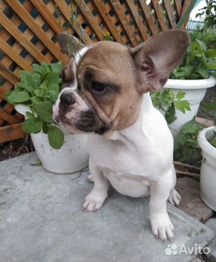 Французский бульдог щенки