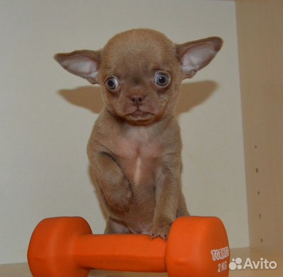 Лиловые мальчишки, есть и девочки, к/ш и д/ш