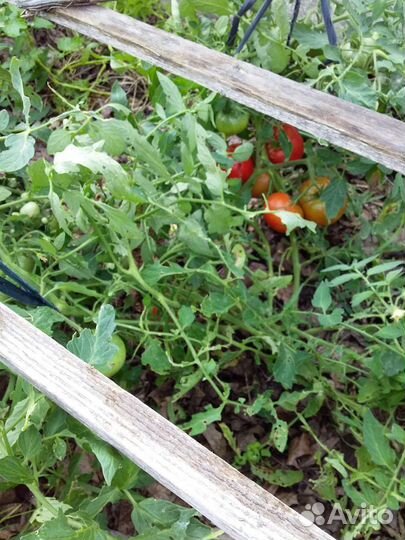 Монгольский карлик