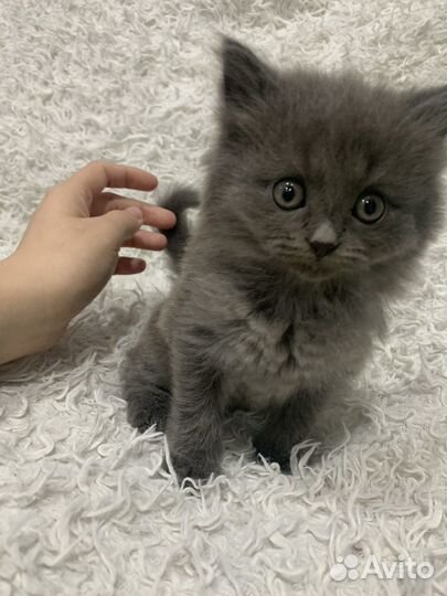 Котенок
