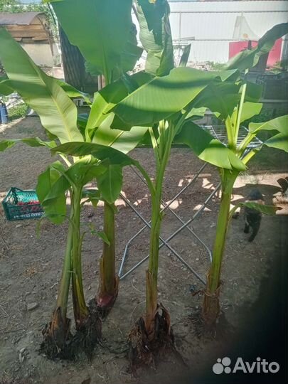 Саженцы банановой пальмы