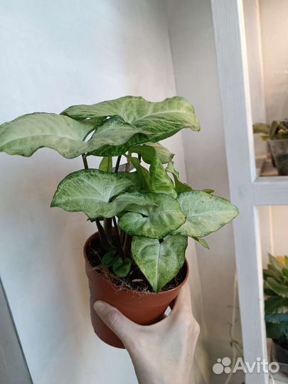 Сингониум Батерфляй