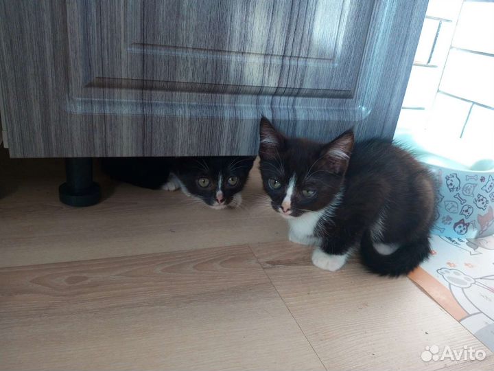 Отдам бесплатно