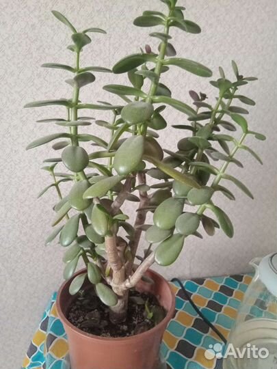 Денежное дерево (толстянка)