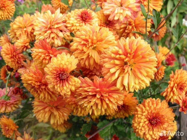 Хризантемы зимостойкие, многолетние