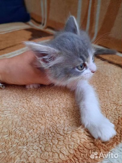 Кошка в дар бесплатно