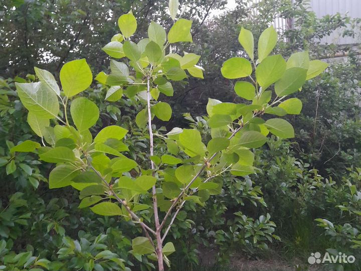 Саженцы вишни