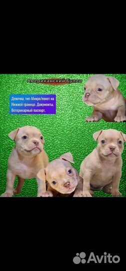 Американский Булли микро девочка