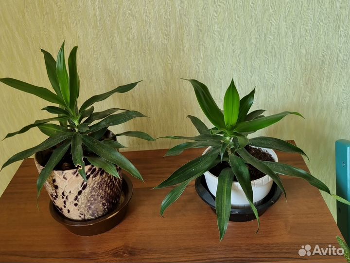 Олеандр укорененый