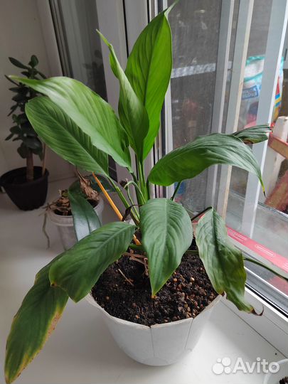 Спатиффилум+Эухариус