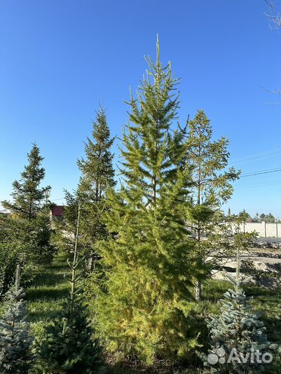 Лиственница