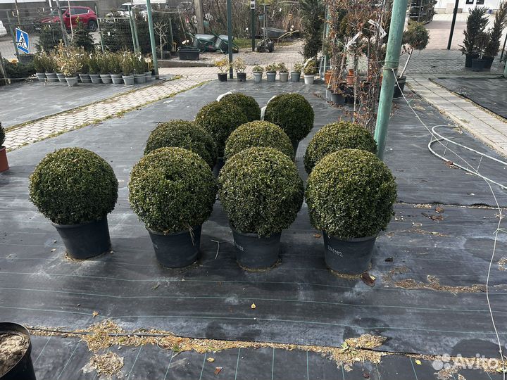 Туя Западная «Смарагд» предзаказ