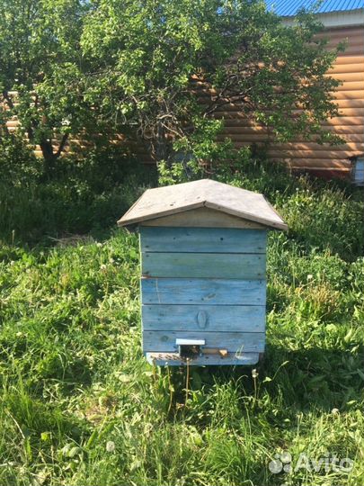 Пчелосемьи с ульями