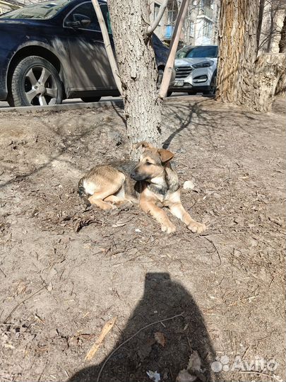 Собака в добрые руки