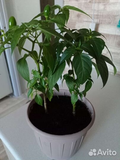 Перец комнатный острый