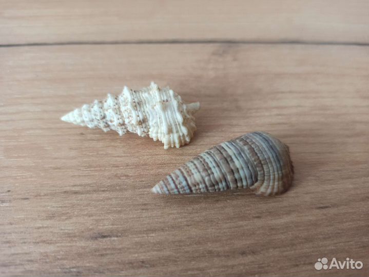 Морская раковина