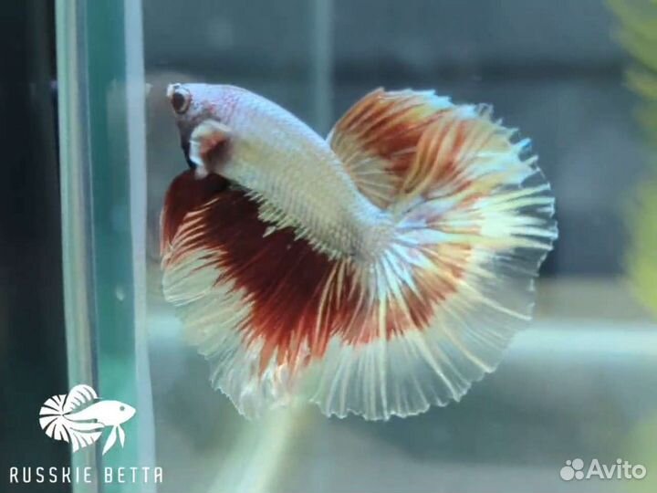 Петушок рыбка HM дракон