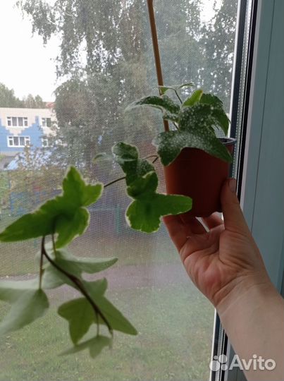 Плющ Пестролистный