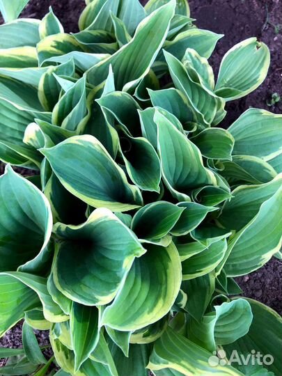 Хоста растение