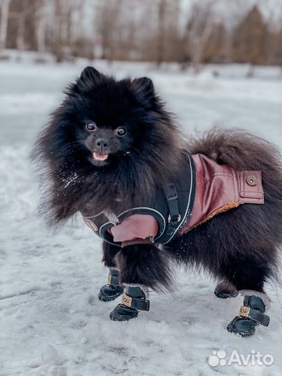 Вязка шпиц, ищем девочку