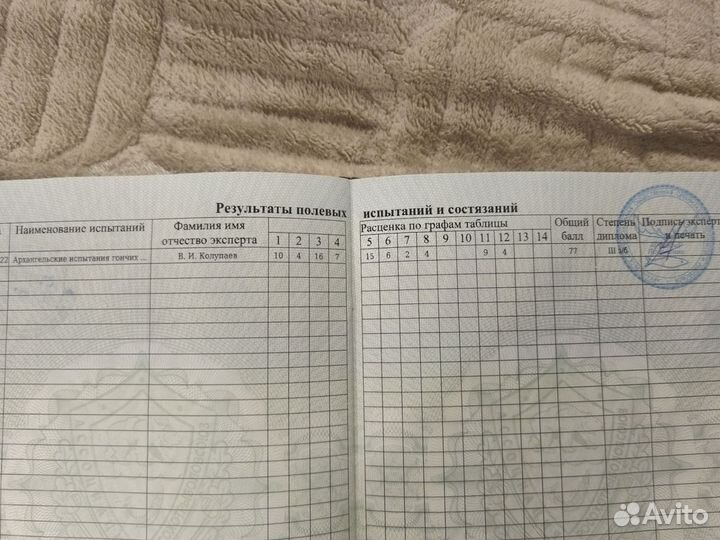 Щенки Русской гончей
