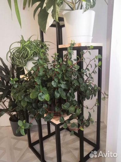 Аихризон дерево Любви