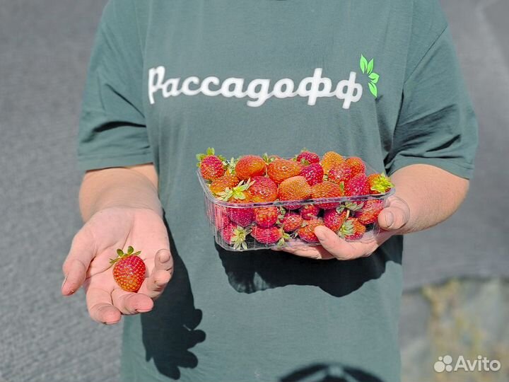 Рассада клубники. Крупная ягода