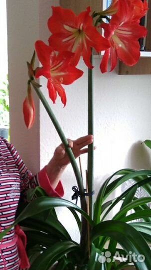 Амариллис красный