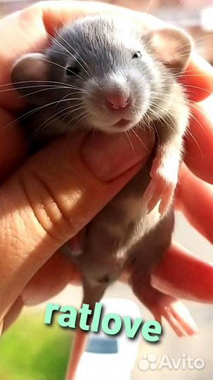 Крысята голубые дамбо мальчики