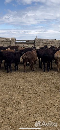 Овцы гиссарской породы