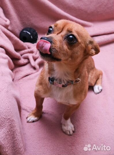 Маленькая собака в добрые руки