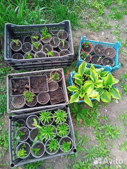 Рассада саженцы и цветы